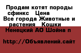 Продам котят породы сфинкс › Цена ­ 4 000 - Все города Животные и растения » Кошки   . Ненецкий АО,Шойна п.